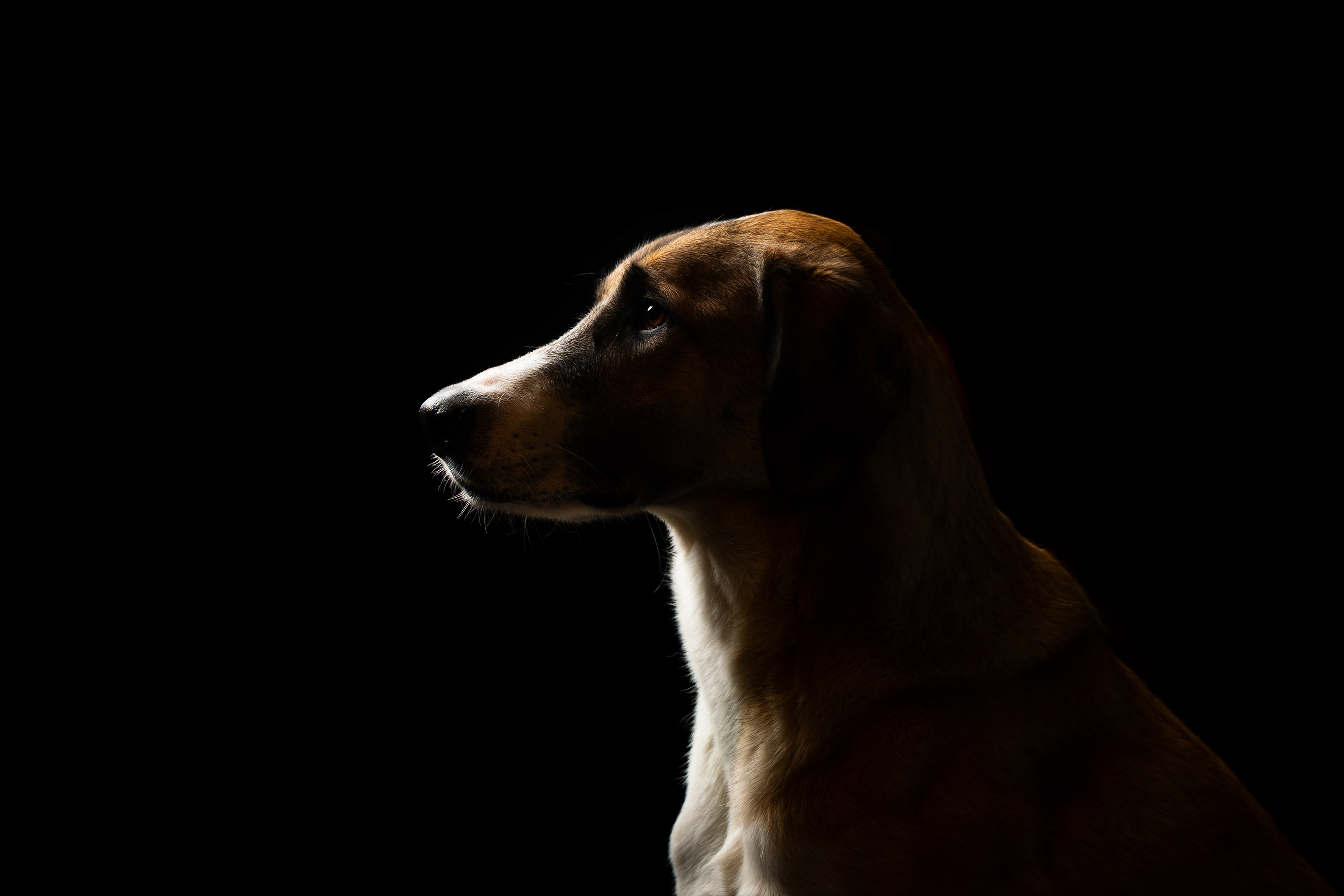 Hellbrauner Hund im Studio-Seitenprofil